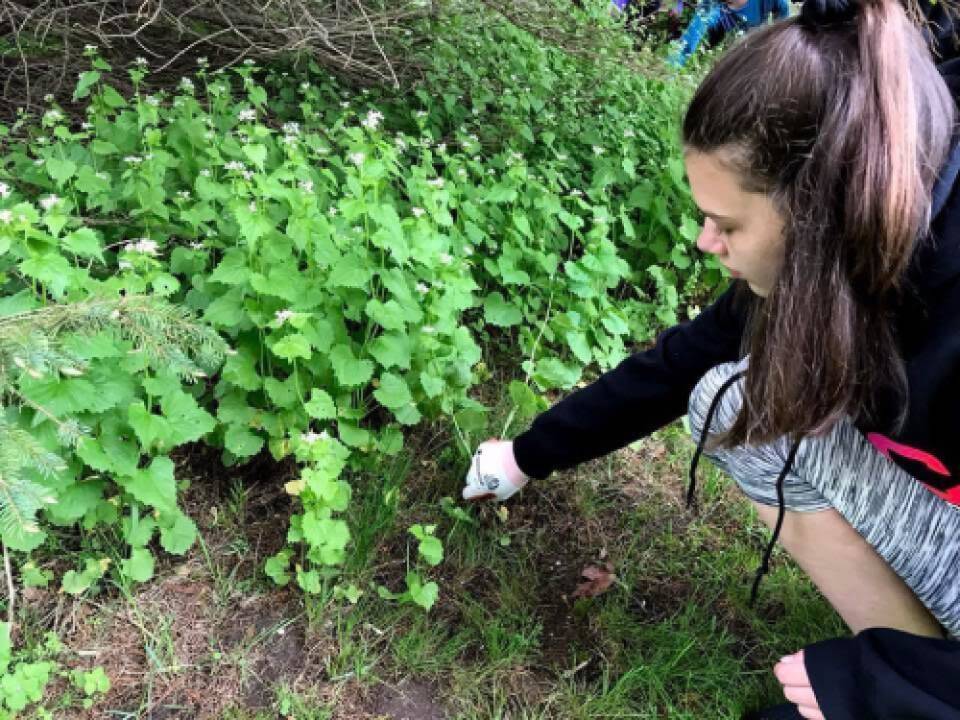 student pulling invasive plants